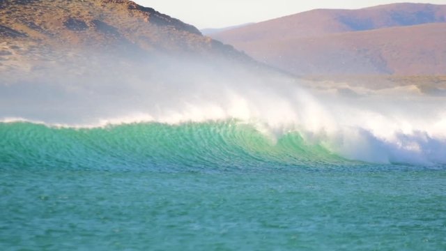 pretty green wave peeling towards shore in strong offshore winds.  brown pelican swoops down to glide with the wave.  5x slow motion at 120 fps.