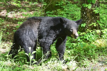 Fototapeta na wymiar Big Black Bear