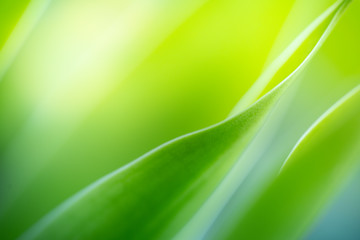 Green leaf background