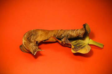 Dried leaves on an orange background