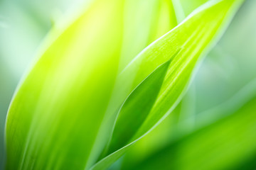 Closeup view of green leaf background