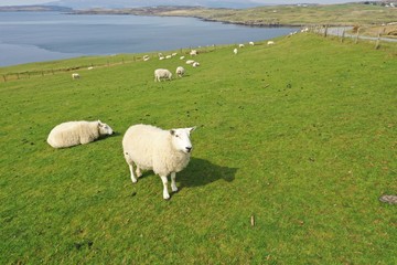 Sheep_Country Side