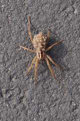 A Wolf Spider carrying her young on her back
