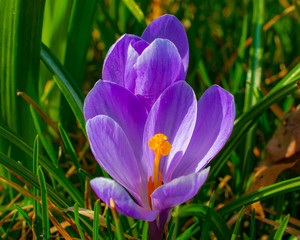 close up of purple crocus in the spring sun