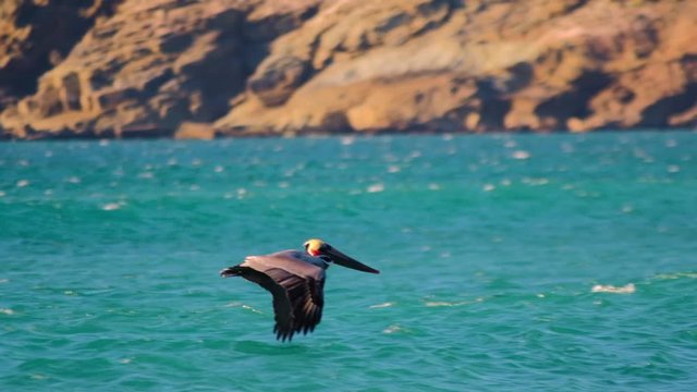 a brown pelican uses strong offshore santa ana winds to glide towards a pretty peeling wave. 120 fps slow motion capture the smooth movements of the bird.
