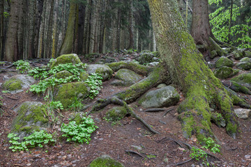 Fototapeta premium Fairy forest on the bank of a mountain river in the Caucasus (Karachay-Cherkessia, Russia)