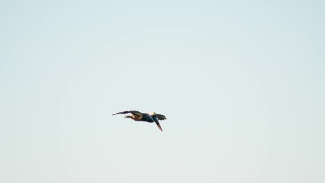 A brown pelican slowly descends from the sky revealing a colorful and green wind-whipped sea as strong offshore winds blow.  Winds help the bird come to a smooth landing shot in 5x slow motion at 120f