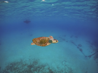 Obraz na płótnie Canvas Turtle Views around the Caribbean Island of Curacao