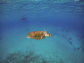 Obraz na płótnie Canvas Turtle Views around the Caribbean Island of Curacao