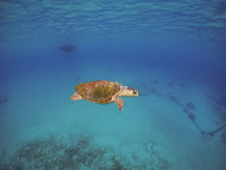Fototapeta na wymiar Turtle Views around the Caribbean Island of Curacao
