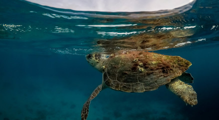 Turtle Views around the Caribbean Island of Curacao