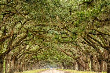 Tunnel of Live Oak Trees in Savannah, Georgia