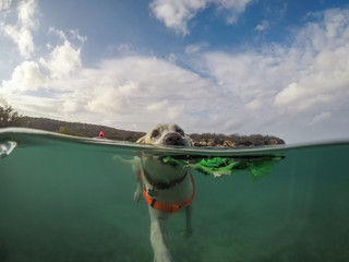 Turtle Views around the Caribbean Island of Curacao