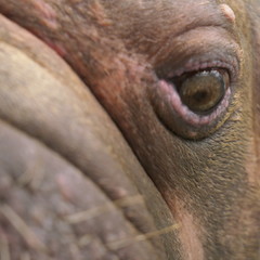 Closeup of face of a female walrus or Odobenus rosmarus