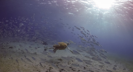 Turtle Views around the Caribbean Island of Curacao
