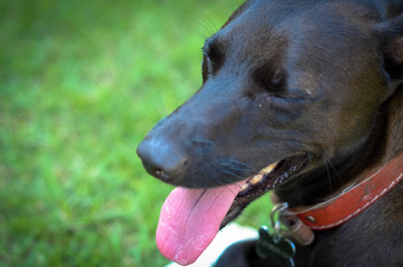 portrait of dog