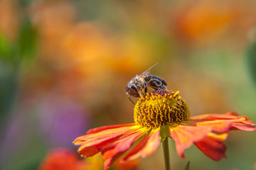 Honey bee covered with yellow pollen drink nectar, pollinating orange flower. Inspirational natural floral spring or summer blooming garden or park background. Life of insects. Macro close up