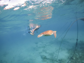 Turtle Views around the Caribbean Island of Curacao