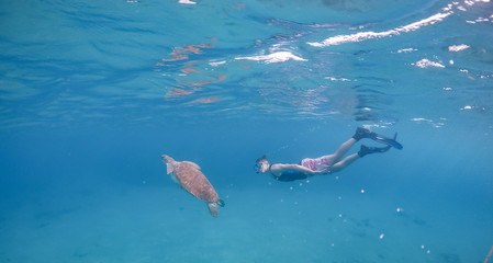 Turtle Views around the Caribbean Island of Curacao