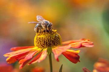 Honey bee covered with yellow pollen drink nectar, pollinating orange flower. Inspirational natural floral spring or summer blooming garden or park background. Life of insects. Macro close up