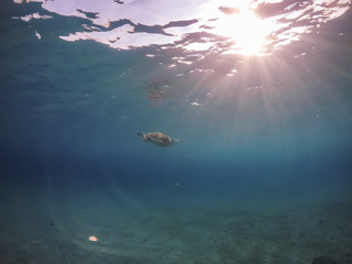 Turtle Views around the Caribbean Island of Curacao