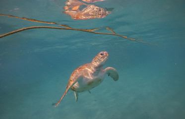 Turtle Views around the Caribbean Island of Curacao