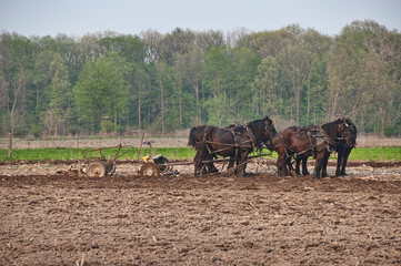 Team of Horses Wait for Farmer