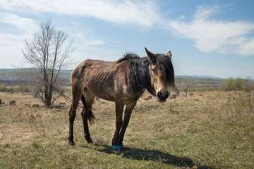 Thin horse with tied legs. Hungry horses looking for fresh grass in spring.