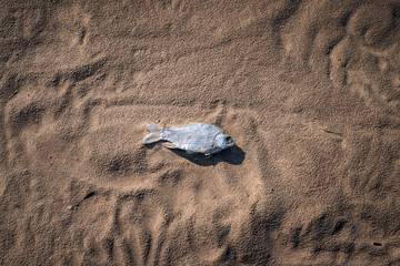 Dead fish on the wet dark sand. Conceptual picture of environmental problems, drainage of water bodies, pollution of the world's oceans, climate change.