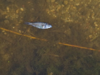 Dead fish on the contaminated water surface because of the nature is poisoned from human products