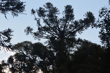 silhouette of a tree