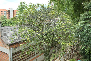 Árboles