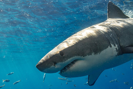 Great White Shark in Mexico