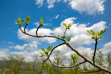 イチジクの幼果