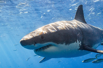 Great White Shark in Mexico