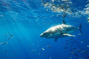 Great White Shark in Mexico