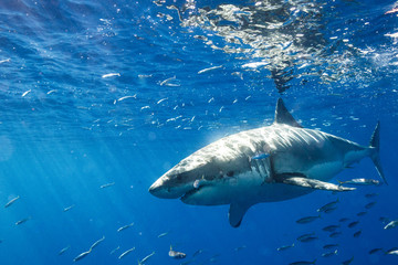 Fototapeta premium Great White Shark in Mexico