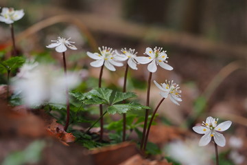 冬に咲く自生するバイカオウレン