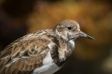 Ruddy Turnstone closeup 