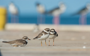 Semipalmated Plover in the pier, black-necked stilt bokeh background. 