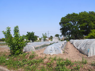 Growing pumpkin under the low polyethylene greenhouse at Takasaki Japan with mulberry tree in the...