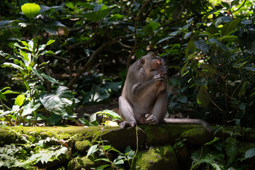 Cute Maccak Monkey in Ubud