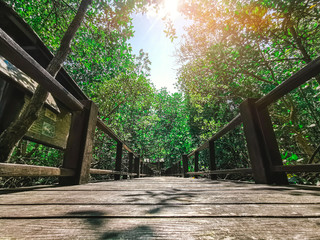 the nature trail of mangrove forest with good weather Pranburi in Prachuap Khiri Khan province at Thailand