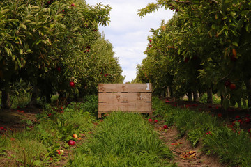 Apple orchard work in New Zealand, apple bin, apple trees