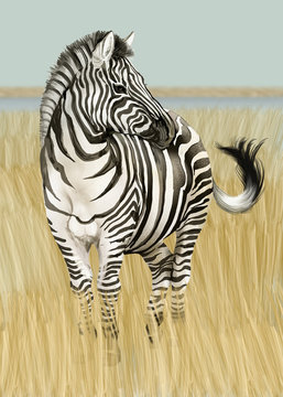 Hand drawn zebra