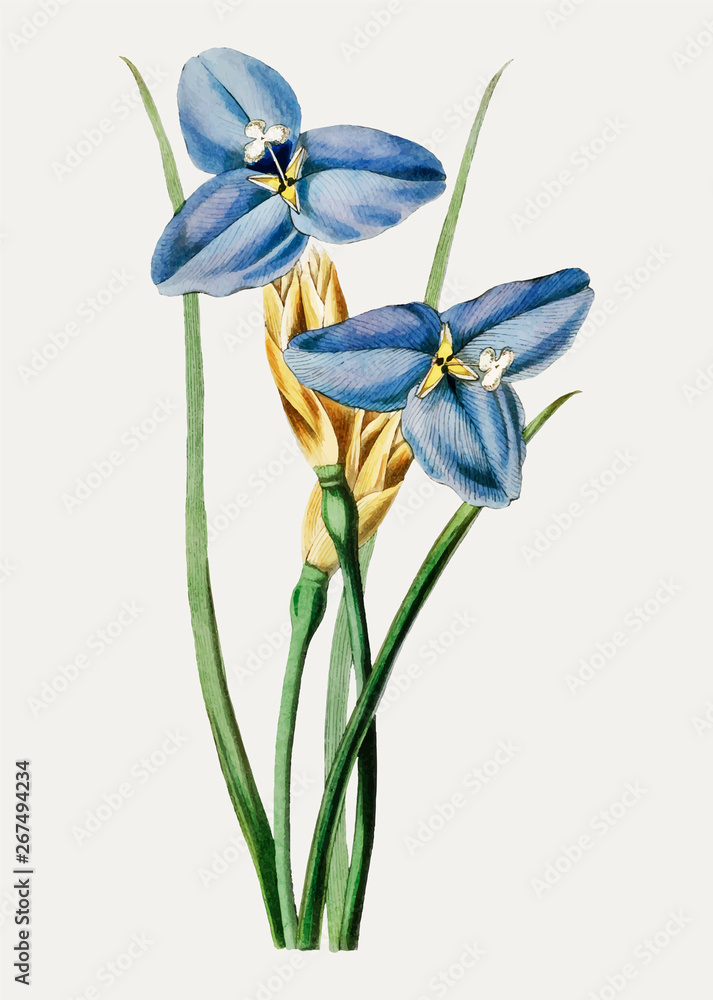 Canvas Prints blue iris