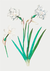 White daffodil in vintage style