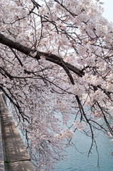 Scenery of cherry blossoms in full bloom around Osaka Castle.