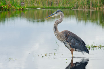 Great Blue Heron Wading in a Swamp