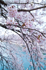 Obraz premium Scenery of cherry blossoms in full bloom around Osaka Castle.